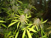 Imagen de kyuss (AutoBlackberry Kush)