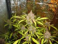 Imagen de kyuss (AutoBlackberry Kush)