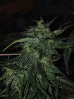 Imagen de EckMcjagger (AutoColorado Cookies)