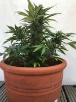 Dutch Passion Auto Desfran - foto de Sativo