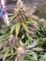 Imagen de sunny2 (Auto Glueberry OG)