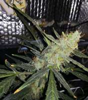 Imagen de Reone (Auto Glueberry OG)