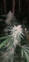 Imagen de freakboss84 (Bubba Island Kush)