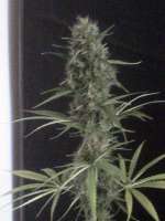 Imagen de nygrr (CBD Skunk Haze)