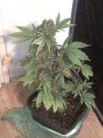 Imagen de nygrr (CBD Skunk Haze)