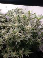 Dutch Passion Critical Orange Punch - foto de Maxie