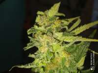 Dutch Passion Critical Orange Punch - foto de Yusssss