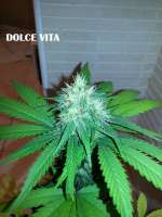 Dutch Passion Dolce Vita - foto de admin