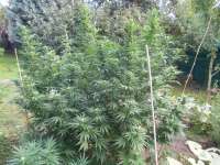 Imagen de Panoramix (Durban Poison)