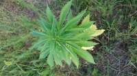 Imagen de GuerillaSaar (Durban Poison)