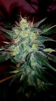 Imagen de ZenBudman (Durban Poison)