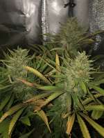 Imagen de Virke (Durban Poison)