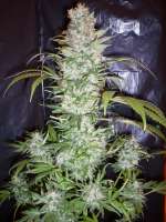 Imagen de merlin (Dutch Haze)