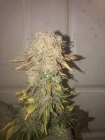 Imagen de FeralRidge (Glueberry OG)