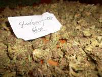 Imagen de BlueFox (Glueberry OG)