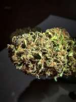 Imagen de GuerrillaRovere (Glueberry OG)