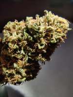 Imagen de GuerrillaRovere (Glueberry OG)