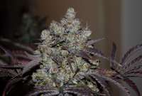 Imagen de Mephisto66689 (Lemon Zkittle)