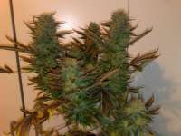 Imagen de Kuolema (Masterkush)