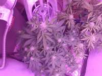 Imagen de Late70sheadrush (Orange Bud)