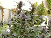 Imagen de KALYSEEDS (Purple Star)