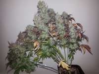 Dutch Passion Strawberry Cough - foto de verticaldown