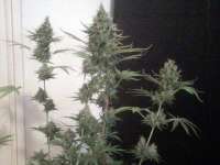 Imagen de nygrr (White Widow)