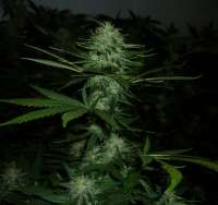 Dutch Passion White Widow - foto de ninja