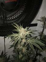 Dying Breed Seeds Peach Oz - foto de Lollealex