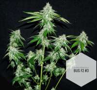 Eazy Daze Cultivators Alien Struggle Bus - foto de cincy11jr