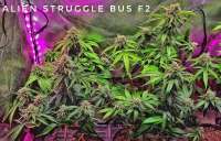 Eazy Daze Cultivators Alien Struggle Bus - foto de cincy11jr