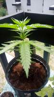 Elev8 Seeds Dreamsicle - foto de B99kk0