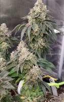 Elev8 Seeds Sherbet Cookies - foto de GoodtoGrow