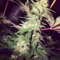 Elev8 Seeds Strawberry Snow Cone - foto de SUPADUPA