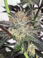 Elev8 Seeds Tahiti Red - foto de MedicalScreener