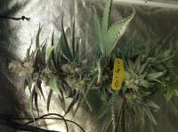 Emerald Mountain Seeds Mandlebrots Oil Spill - foto de Nobighurry