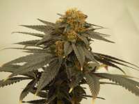 Emerald Triangle Blueberry Headband - foto de Cultivator420