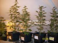 Imagen de beltram16 (Headlights Kush Auto)