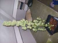 Imagen de beltram16 (Headlights Kush Auto)