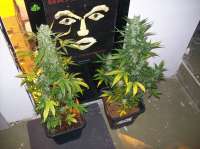 Emerald Triangle Headlights Kush Auto - foto de beltram16