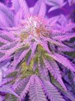 Emerald Triangle Mastodon Kush - foto de trixie