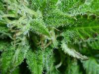 Imagen de catlover (Super Sour OG)