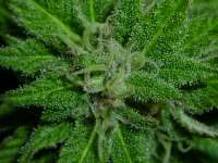 Emerald Triangle Super Sour OG - foto de catlover