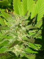 Emerald Triangle Super Sour OG - foto de catlover