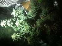 Imagen de Dionysus (Trinity Kush)