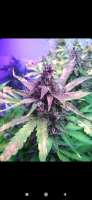 Epicalseeds Black Critical - foto de Epicalseeds