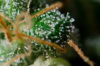 Eva Female Seeds Excalibur - foto de Gipsy