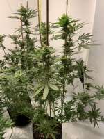 Expert Seeds Gorilla Banana - foto de Pazzokgb