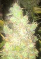 Imagen de LemiAten (Gorilla Cookies)