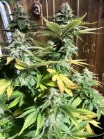 Expert Seeds Gorilla Cookies - foto de 45North